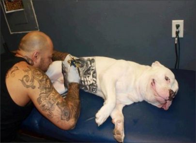 Tatuajes en animales, ¿moda o maltrato?