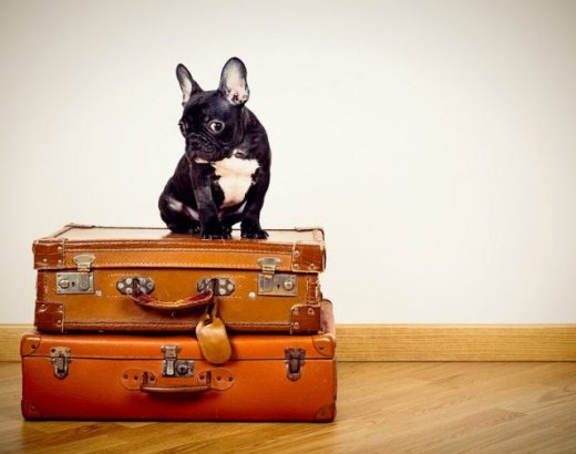 ¿Cómo es viajar… sin mascotas?