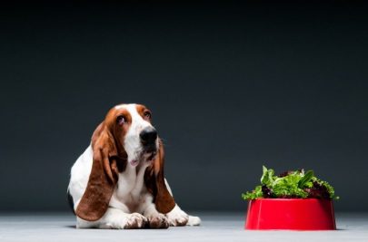 ¡Lo que debe comer tu perro!