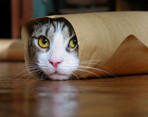 La filosofía de los gatos en fotos… ¡fenomenales!