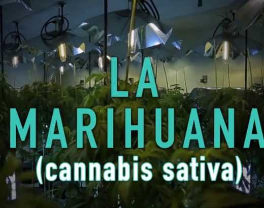 ¿Legalizar o no la Marihuana?