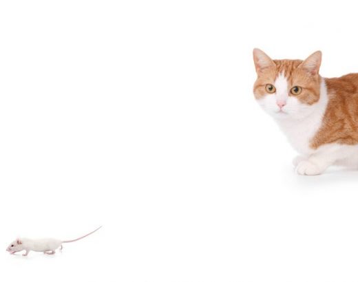 Ratones… ¡le temen a la saliva de los gatos!