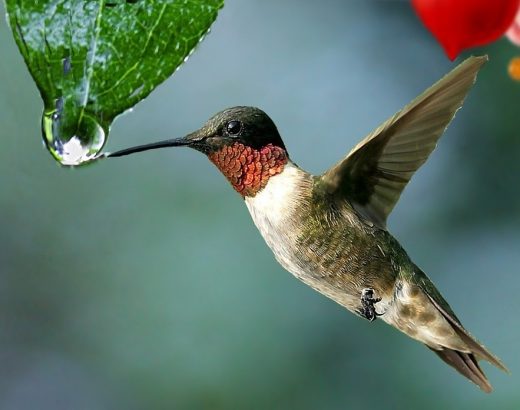 ¿Cómo sobreviven los colibríes al invierno?