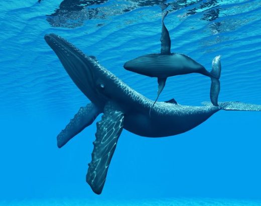 Las ballenas jorobadas ya no están el peligro