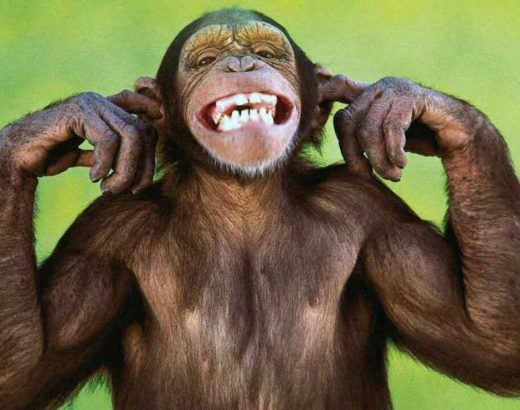 ¡Esta chimpancé tiene síndrome de down!