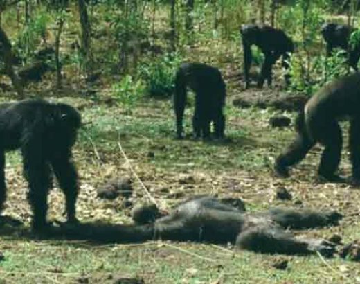 ¡Manada de chimpancés matan a su líder!