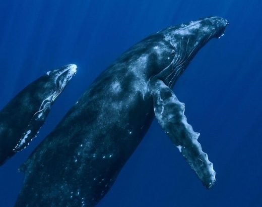 ¡5 mejores lugares para ver ballenas!