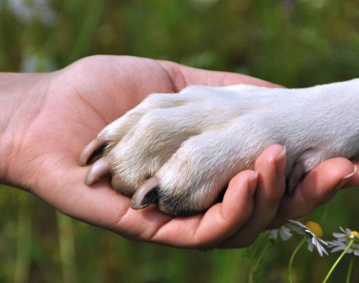 La amistad perro-humano… ¿Desde cuándo?