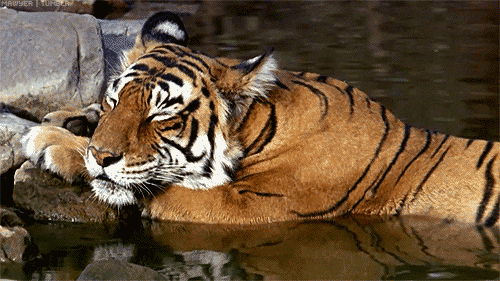 tigresimagenanimadatigergif