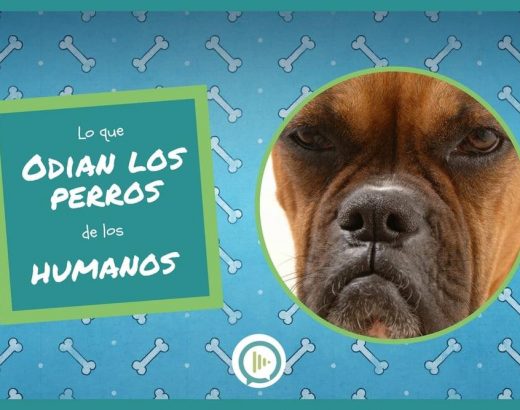¡5 cosas que los perros odian de los humanos!