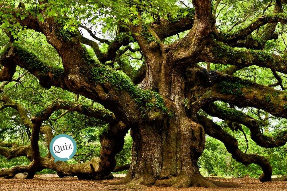 Si te sabes el nombre de los árboles seguro que pasas este quiz!