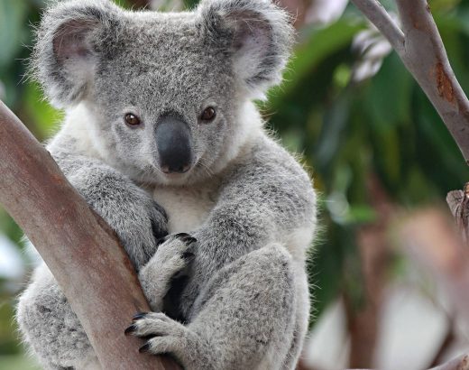 ¡En 20 años al Koala le podría pasar esto!