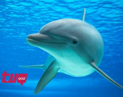 ¿Cuánto conoces de los delfines?