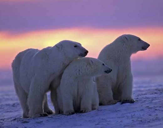 ¡Osos polares ahora gastan más energía!
