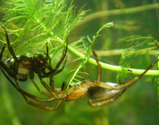 ¿Cómo respiran las arañas bajo el agua?