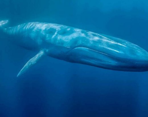 ¿Por qué las ballenas son tan grandes?