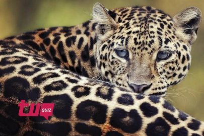 ¡Prueba cuánto sabes sobre leopardos!