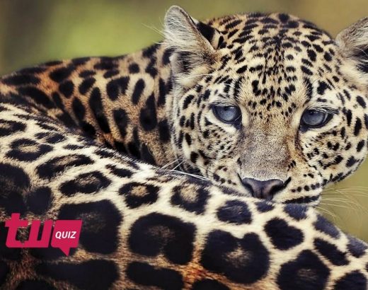 ¡Prueba cuánto sabes sobre leopardos!