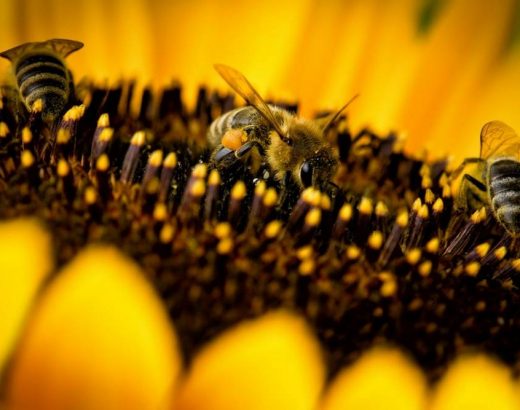 Sin las abejas… ¡habría total desastre global!