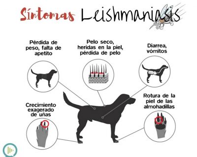 Leishmaniasis en perros