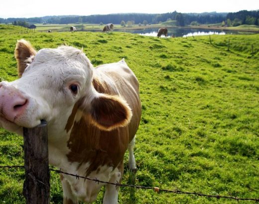 ¿Las vacas felices dan más leche?