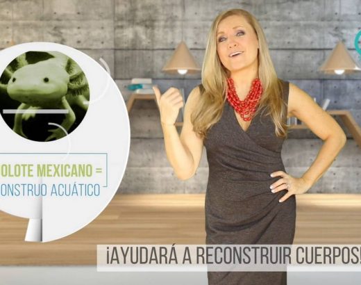 Único animal que regenera su cuerpo… y es mexicano