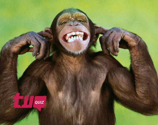 ¿Conoces las especies de estos monos?