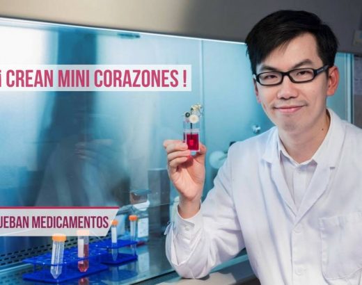 Fabrican corazón miniatura para pruebas farmacéuticas