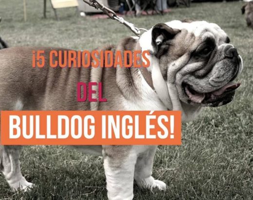 ¡5 curiosidades del bulldog inglés!